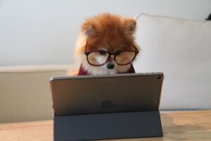Pomeranian-on-an-iPad